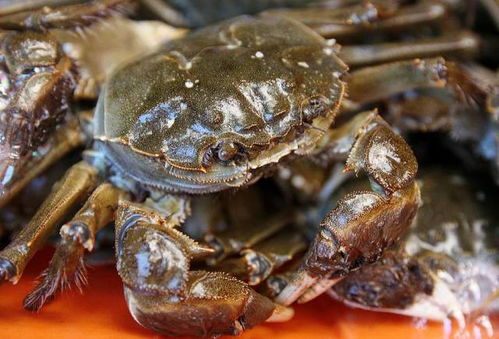 叠叠蟹徽章冷却时长揭秘,全新时效价值解析 叠叠蟹徽章冷却时长揭秘,全新时效价值解析