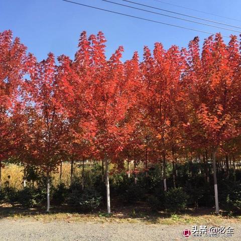 植物大战僵尸2兑换码2025礼包码免费领取攻略大全揭秘