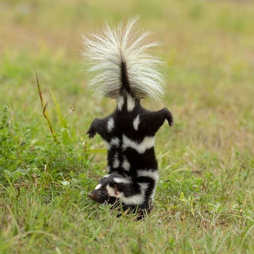 掌握臭鼬弹精髓,解锁小动物之星武器新境界 掌握臭鼬弹精髓,解锁小动物之星武器新境界