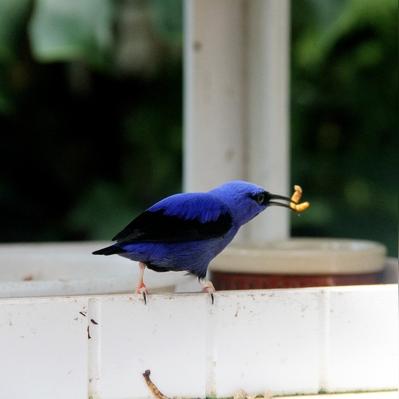 还在刷普通翅膀?2025年彩虹翅膀稀缺获取法+PVP碾压技巧 还在刷普通翅膀?2025年彩虹翅膀稀缺获取法+PVP碾压技巧