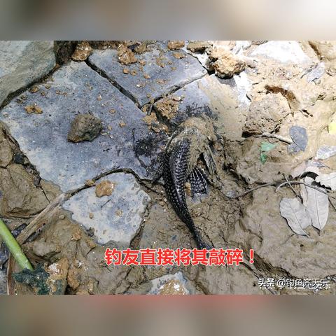 龙官方网站找不到？2025正版链接+防钓鱼指南（附内测资格）