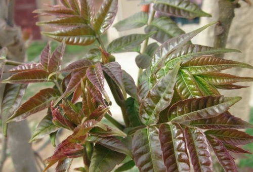 盛大通行证防沉迷还能这么操作？2025年3个隐藏规则+实测解除案例曝光