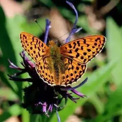 传奇永恒官网真的没隐藏福利？2026年3月开服秘闻+法师冰咆哮进阶技巧全曝光